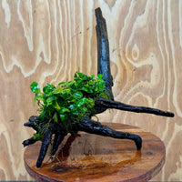Scapeshop.com.au One Only Double Petite Nana Anubias Driftwood Creation - One Only - Bold Double Petite Nana Anubias Driftwood Creation - One Only - Bold