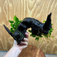 Scapeshop.com.au One Only Double Petite Nana Anubias Driftwood Creation - One Only - Bold Double Petite Nana Anubias Driftwood Creation - One Only - Bold