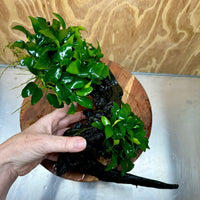 Scapeshop.com.au One Only Double Petite Nana Anubias Driftwood Creation - One Only - Bold Double Petite Nana Anubias Driftwood Creation - One Only - Bold