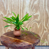 Scapeshop.com.au One Only Echinodorus Broad Chain Sword Terracotta Vase Urn - One Only Echinodorus Broad Chain Sword Terracotta Vase Urn - One Only