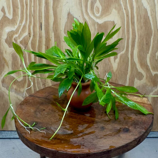 Scapeshop.com.au One Only Echinodorus Broad Chain Sword Terracotta Vase Urn - One Only Echinodorus Broad Chain Sword Terracotta Vase Urn - One Only