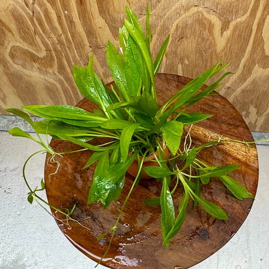 Scapeshop.com.au One Only Echinodorus Broad Chain Sword Terracotta Vase Urn - One Only Echinodorus Broad Chain Sword Terracotta Vase Urn - One Only