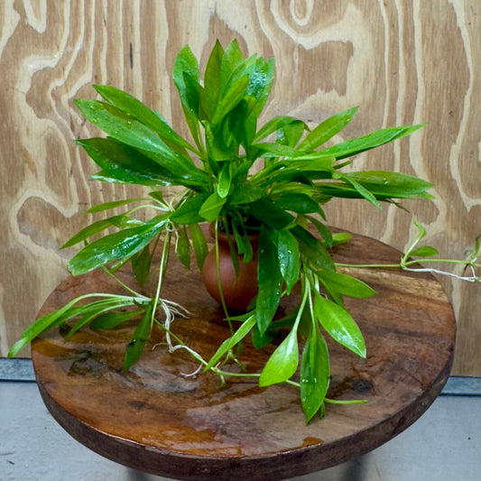 Scapeshop.com.au One Only Echinodorus Broad Chain Sword Terracotta Vase Urn - One Only Echinodorus Broad Chain Sword Terracotta Vase Urn - One Only