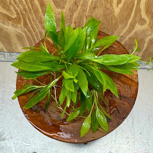 Scapeshop.com.au One Only Echinodorus Broad Chain Sword Terracotta Vase Urn - One Only Echinodorus Broad Chain Sword Terracotta Vase Urn - One Only