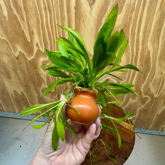 Scapeshop.com.au One Only Echinodorus Broad Chain Sword Terracotta Vase Urn - One Only Echinodorus Broad Chain Sword Terracotta Vase Urn - One Only