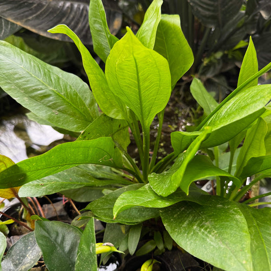 Pisces Enterprises One Only Echinodorus Compact Bleheri Extra Large 5cm Pot - One Only Echinodorus Compact Bleheri Extra Large 5cm Pot - One Only