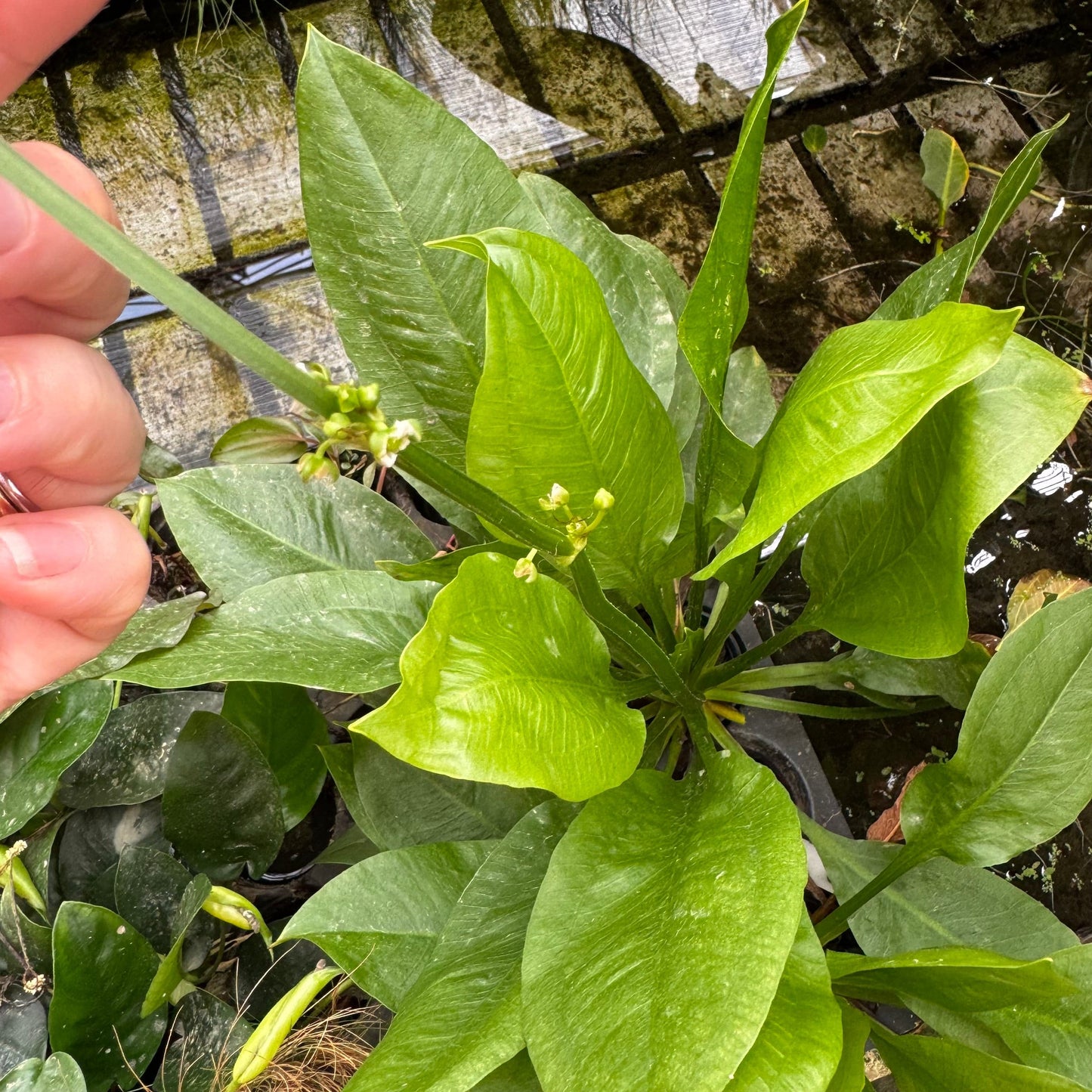 Pisces Enterprises One Only Echinodorus Compact Bleheri Extra Large 5cm Pot - One Only Echinodorus Compact Bleheri Extra Large 5cm Pot - One Only