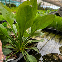 Pisces Enterprises One Only Echinodorus Compact Bleheri Extra Large 5cm Pot - One Only Echinodorus Compact Bleheri Extra Large 5cm Pot - One Only