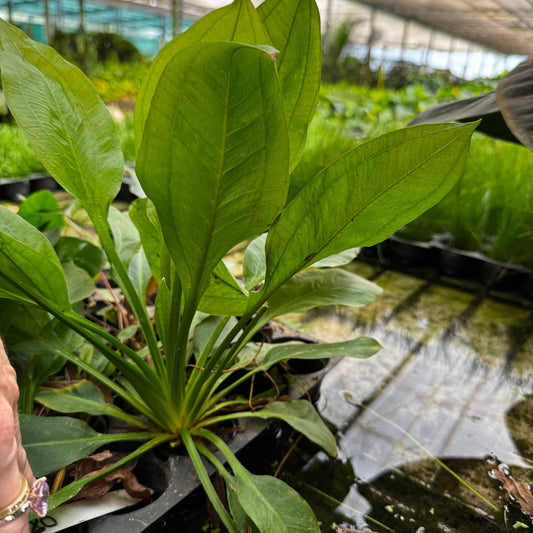 Pisces Enterprises One Only Echinodorus Compact Bleheri Extra Large 5cm Pot - One Only Echinodorus Compact Bleheri Extra Large 5cm Pot - One Only