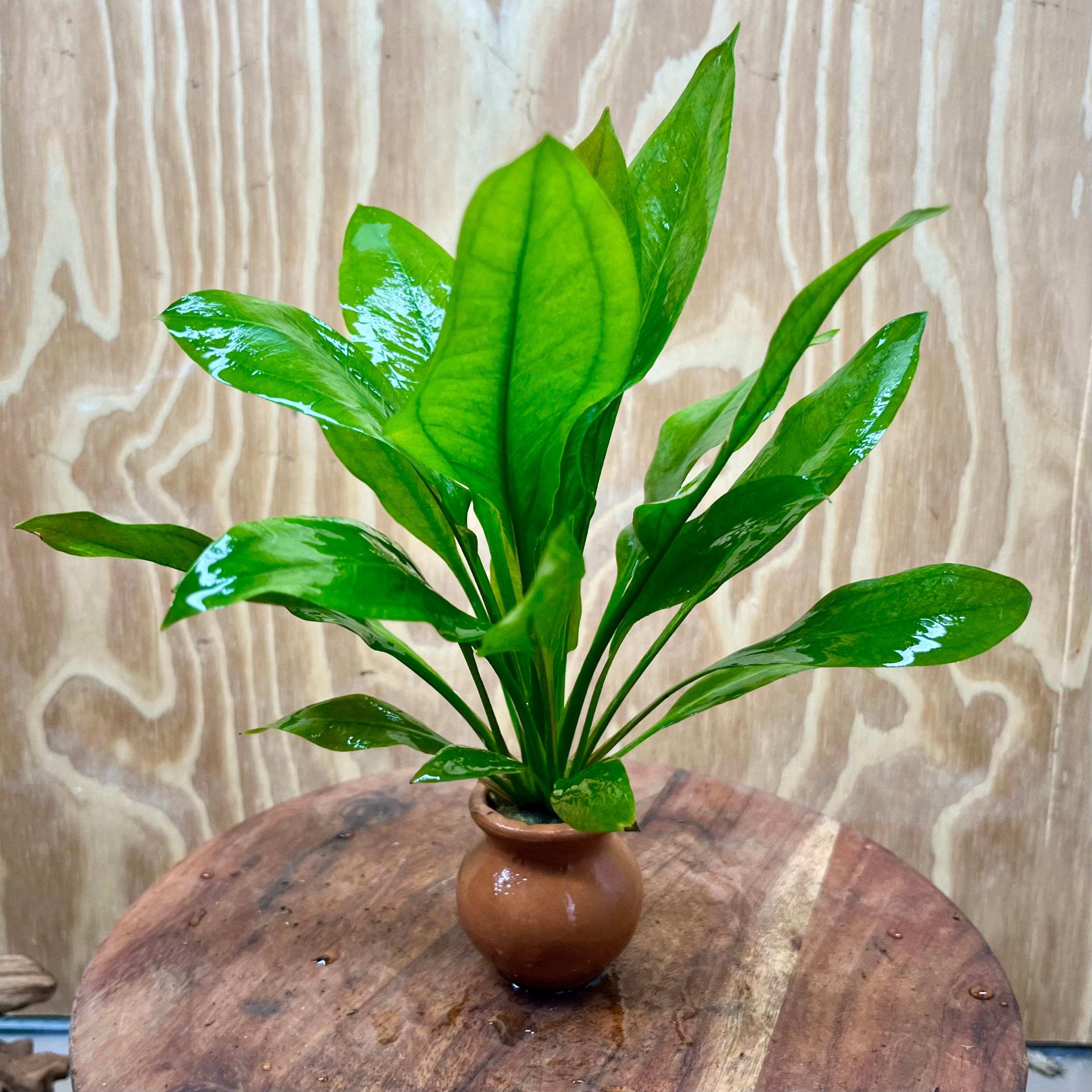 Scapeshop.com.au One Only Echinodorus Compact Bleheri Vase Urn - One only Echinodorus Compact Bleheri Vase Urn - One only