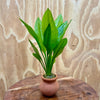 Scapeshop.com.au One Only Echinodorus Compact Bleheri Vase Urn - One only Echinodorus Compact Bleheri Vase Urn - One only