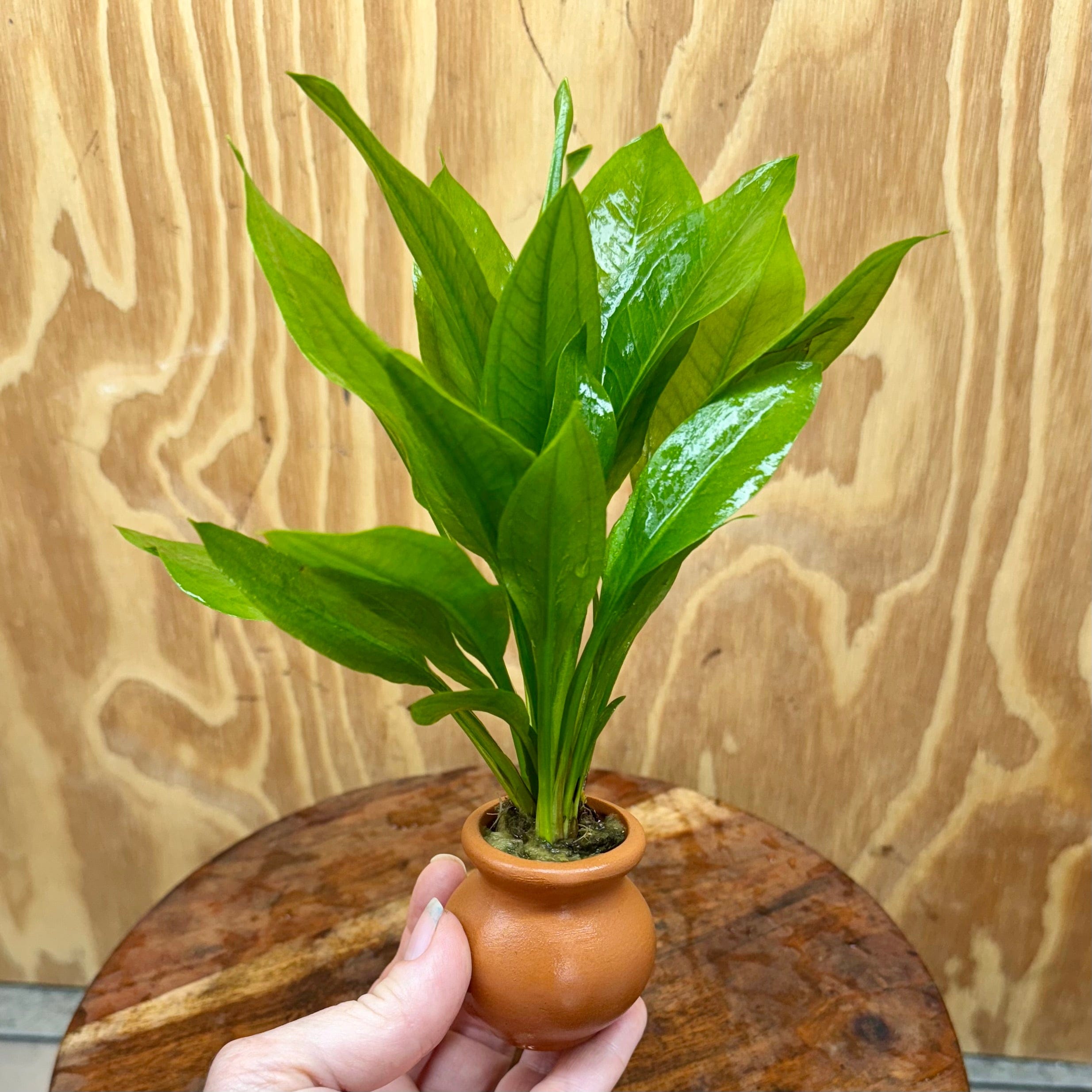 Scapeshop.com.au One Only Echinodorus Compact Bleheri Vase Urn - One only Echinodorus Compact Bleheri Vase Urn - One only