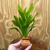 Scapeshop.com.au One Only Echinodorus Compact Bleheri Vase Urn - One only Echinodorus Compact Bleheri Vase Urn - One only