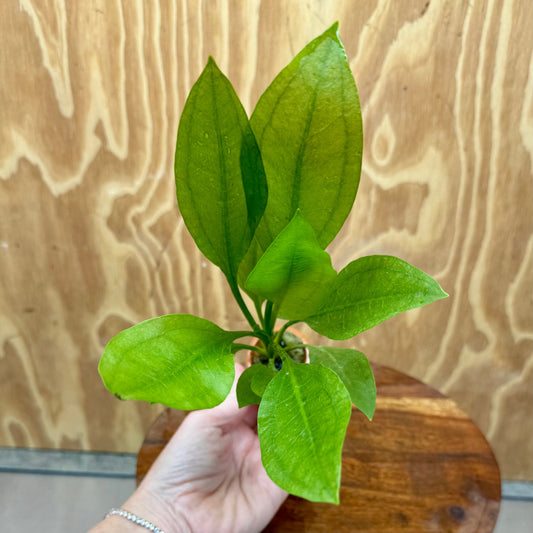 Scapeshop.com.au One Only Echinodorus Compact Bleheri Vase Urn - One only - B Echinodorus Compact Bleheri Vase Urn - One only - B