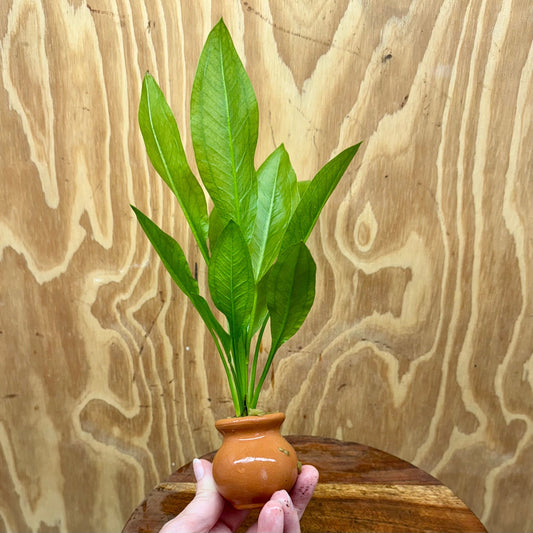Scapeshop.com.au One Only Echinodorus Compact Bleheri Vase Urn - One only - B Echinodorus Compact Bleheri Vase Urn - One only - B
