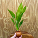 Scapeshop.com.au One Only Echinodorus Compact Bleheri Vase Urn - One only - B Echinodorus Compact Bleheri Vase Urn - One only - B