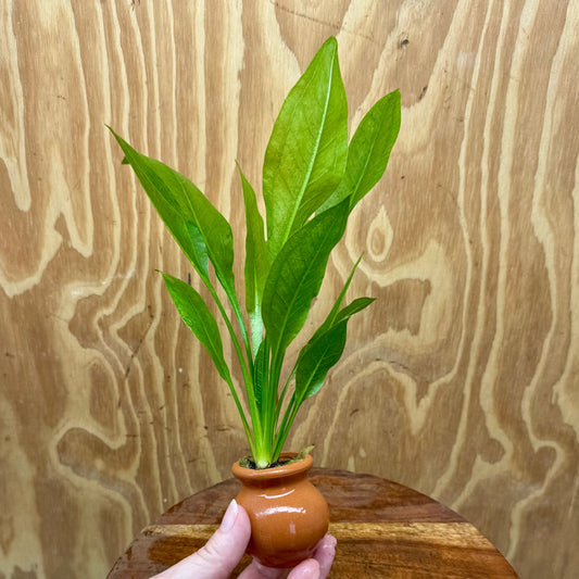 Scapeshop.com.au One Only Echinodorus Compact Bleheri Vase Urn - One only - B Echinodorus Compact Bleheri Vase Urn - One only - B