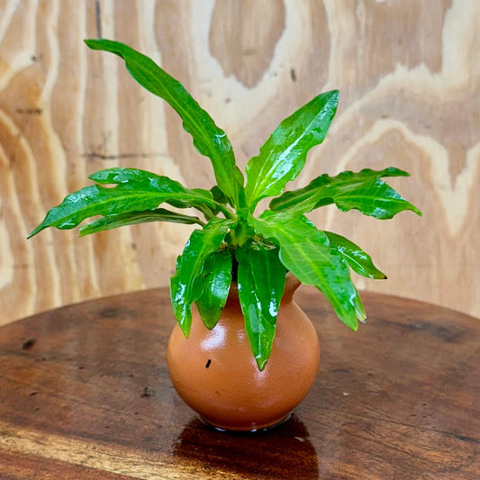 Pisces Enterprises One Only Echinodorus Green Martii Terracotta Vase Urn - One Only Echinodorus Green Martii Terracotta Vase Urn - One Only