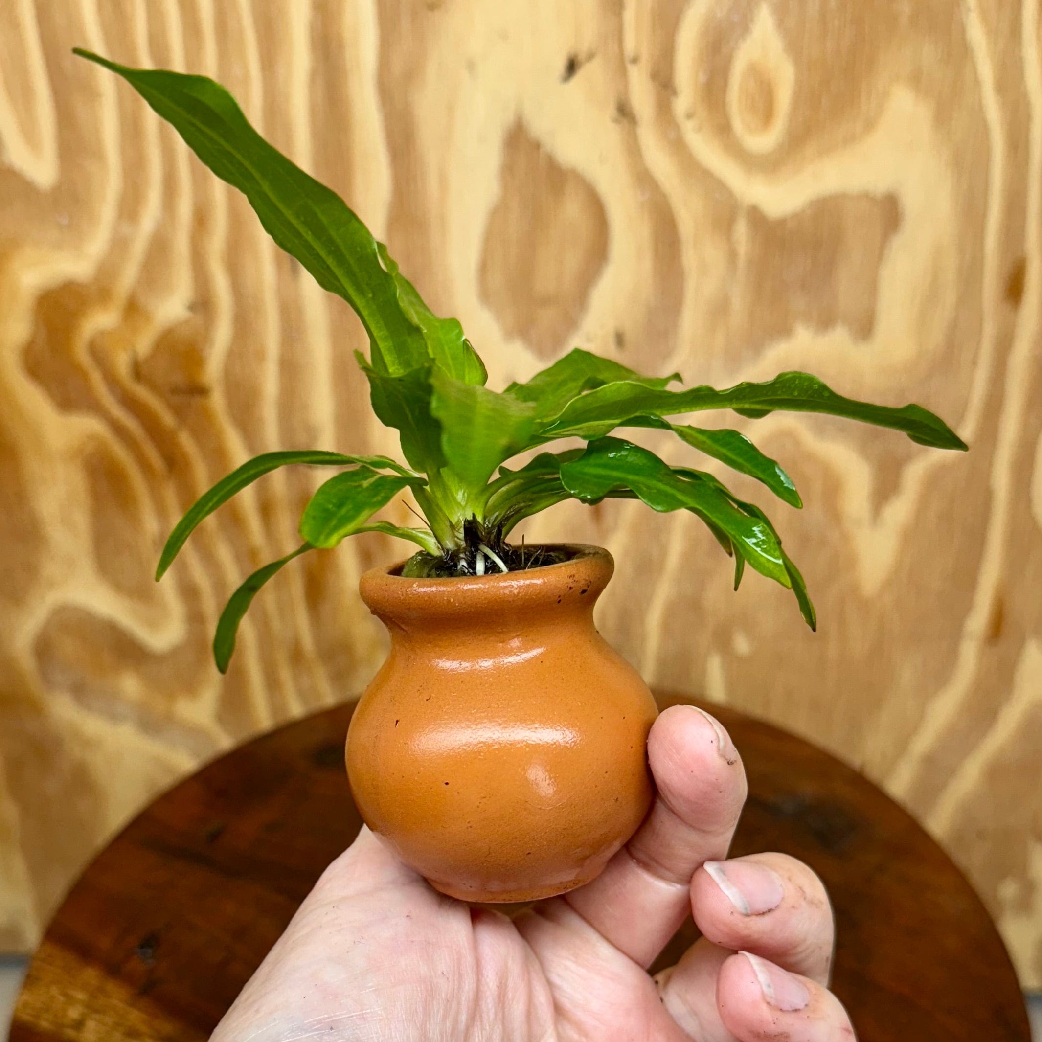 Pisces Enterprises One Only Echinodorus Green Martii Terracotta Vase Urn - One Only Echinodorus Green Martii Terracotta Vase Urn - One Only