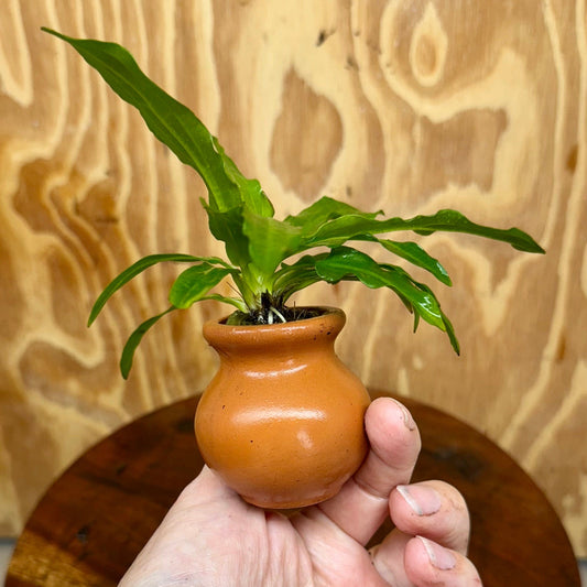 Pisces Enterprises One Only Echinodorus Green Martii Terracotta Vase Urn - One Only Echinodorus Green Martii Terracotta Vase Urn - One Only