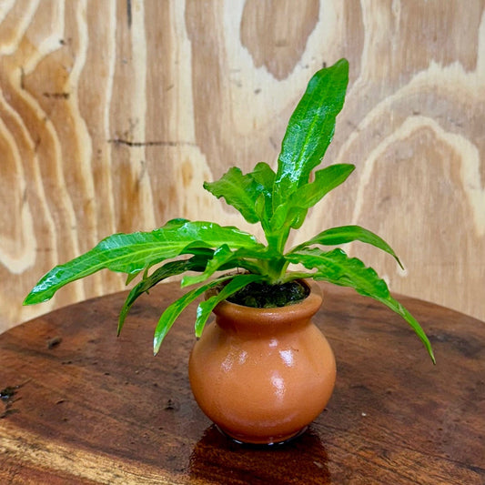 Pisces Enterprises One Only Echinodorus Green Martii Terracotta Vase Urn - One Only Echinodorus Green Martii Terracotta Vase Urn - One Only