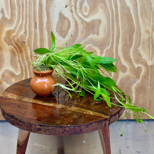 Scapeshop.com.au One Only Echinodorus Grisebachii Chain Sword Terracotta Vase Urn - One Only Echinodorus Grisebachii Chain Sword Terracotta Vase Urn - One Only