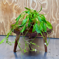 Scapeshop.com.au One Only Echinodorus Grisebachii Chain Sword Terracotta Vase Urn - One Only Echinodorus Grisebachii Chain Sword Terracotta Vase Urn - One Only