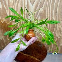 Scapeshop.com.au One Only Echinodorus Grisebachii Chain Sword Terracotta Vase Urn - One Only Echinodorus Grisebachii Chain Sword Terracotta Vase Urn - One Only