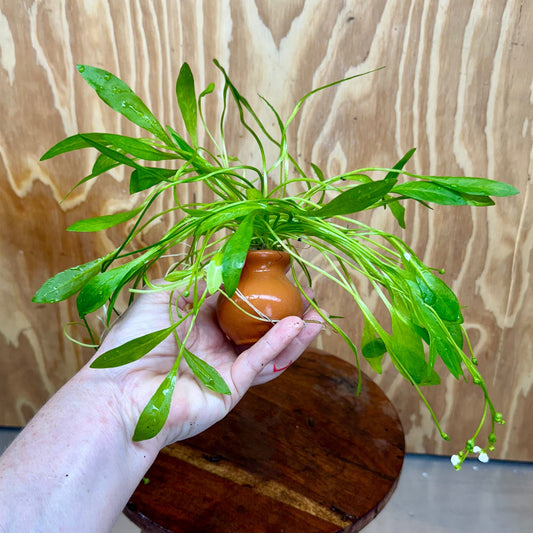 Scapeshop.com.au One Only Echinodorus Grisebachii Chain Sword Terracotta Vase Urn - One Only Echinodorus Grisebachii Chain Sword Terracotta Vase Urn - One Only
