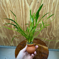 Scapeshop.com.au One Only Echinodorus Latifolius Chain Sword Terracotta Vase Urn - One Only Echinodorus Latifolius Chain Sword Terracotta Vase Urn - One Only