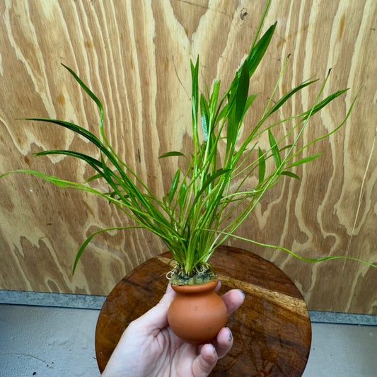 Scapeshop.com.au One Only Echinodorus Latifolius Chain Sword Terracotta Vase Urn - One Only Echinodorus Latifolius Chain Sword Terracotta Vase Urn - One Only