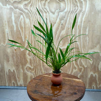 Scapeshop.com.au One Only Echinodorus Latifolius Chain Sword Terracotta Vase Urn - One Only Echinodorus Latifolius Chain Sword Terracotta Vase Urn - One Only