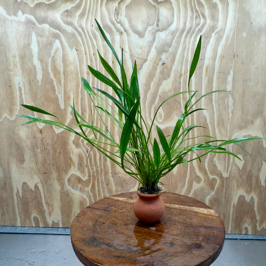 Scapeshop.com.au One Only Echinodorus Latifolius Chain Sword Terracotta Vase Urn - One Only Echinodorus Latifolius Chain Sword Terracotta Vase Urn - One Only