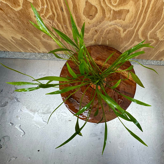 Scapeshop.com.au One Only Echinodorus Latifolius Chain Sword Terracotta Vase Urn - One Only Echinodorus Latifolius Chain Sword Terracotta Vase Urn - One Only