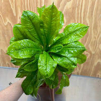 Pisces Enterprises One Only Echinodorus Tropica Extra Large 5cm Pot - One Only Echinodorus Tropica Extra Large 5cm Pot - One Only