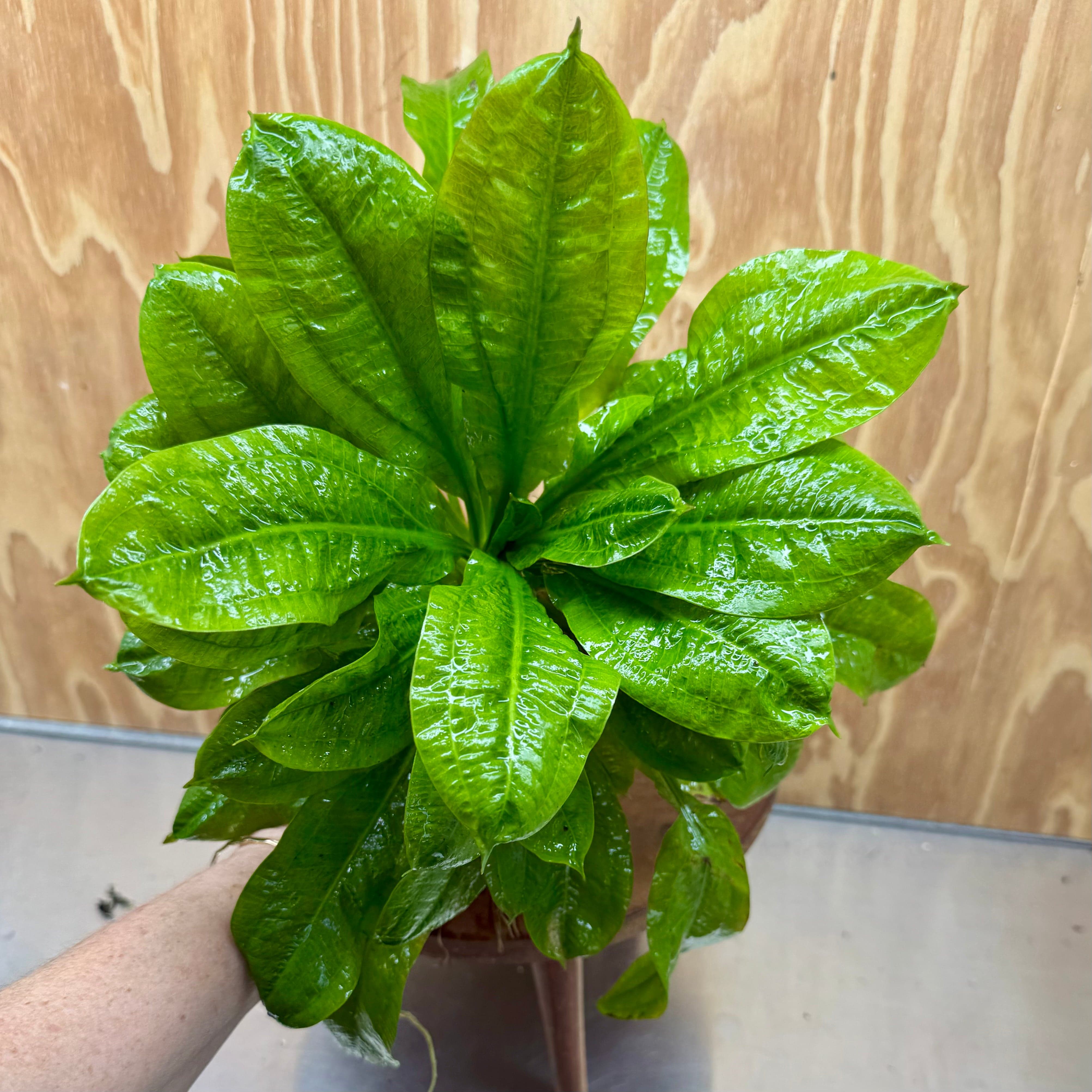 Pisces Enterprises One Only Echinodorus Tropica Extra Large 5cm Pot - One Only Echinodorus Tropica Extra Large 5cm Pot - One Only