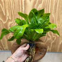 Pisces Enterprises One Only Echinodorus Tropica Extra Large 5cm Pot - One Only Echinodorus Tropica Extra Large 5cm Pot - One Only