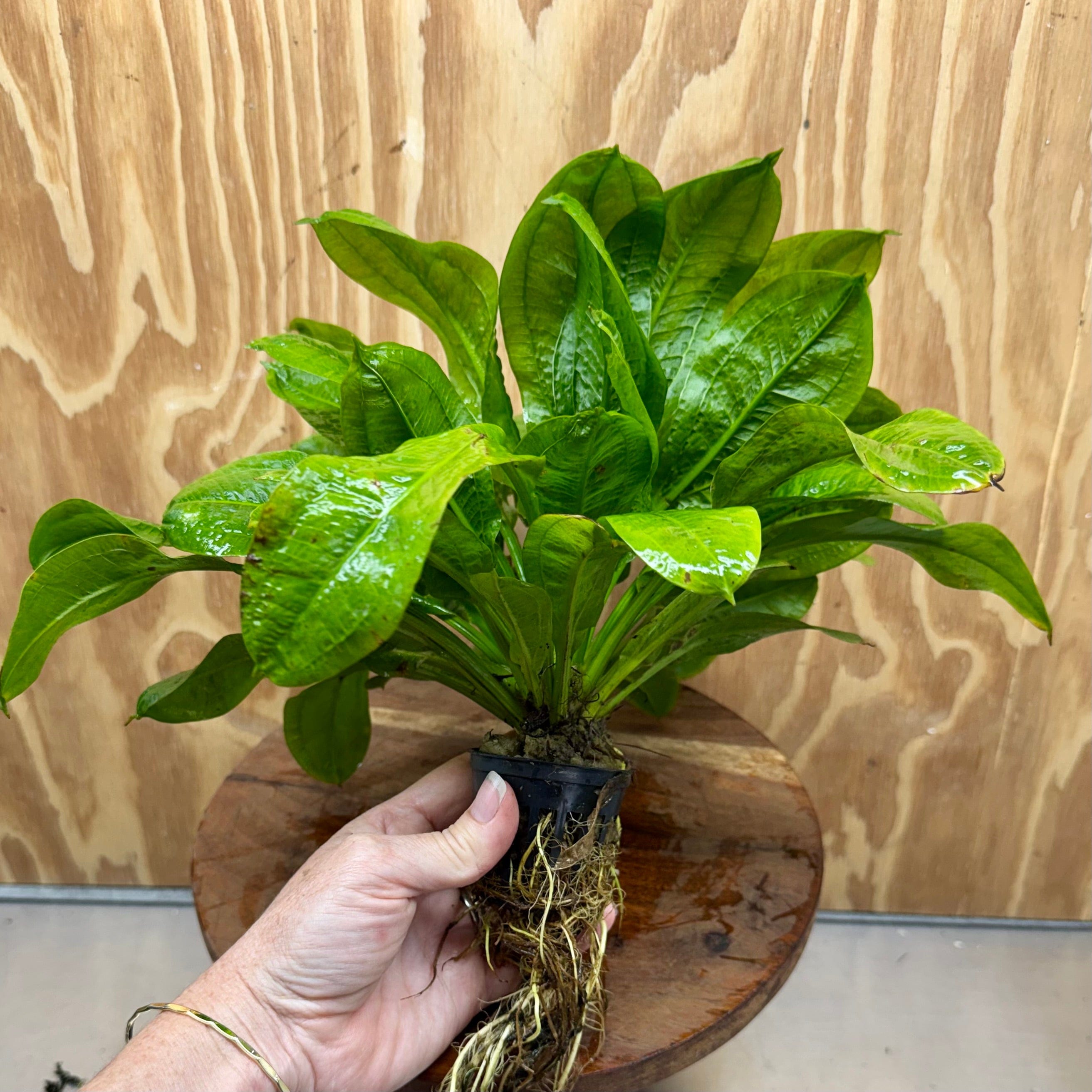 Pisces Enterprises One Only Echinodorus Tropica Extra Large 5cm Pot - One Only Echinodorus Tropica Extra Large 5cm Pot - One Only