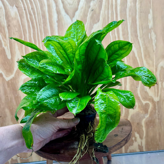 Pisces Enterprises One Only Echinodorus Tropica Extra Large 5cm Pot - One Only Echinodorus Tropica Extra Large 5cm Pot - One Only