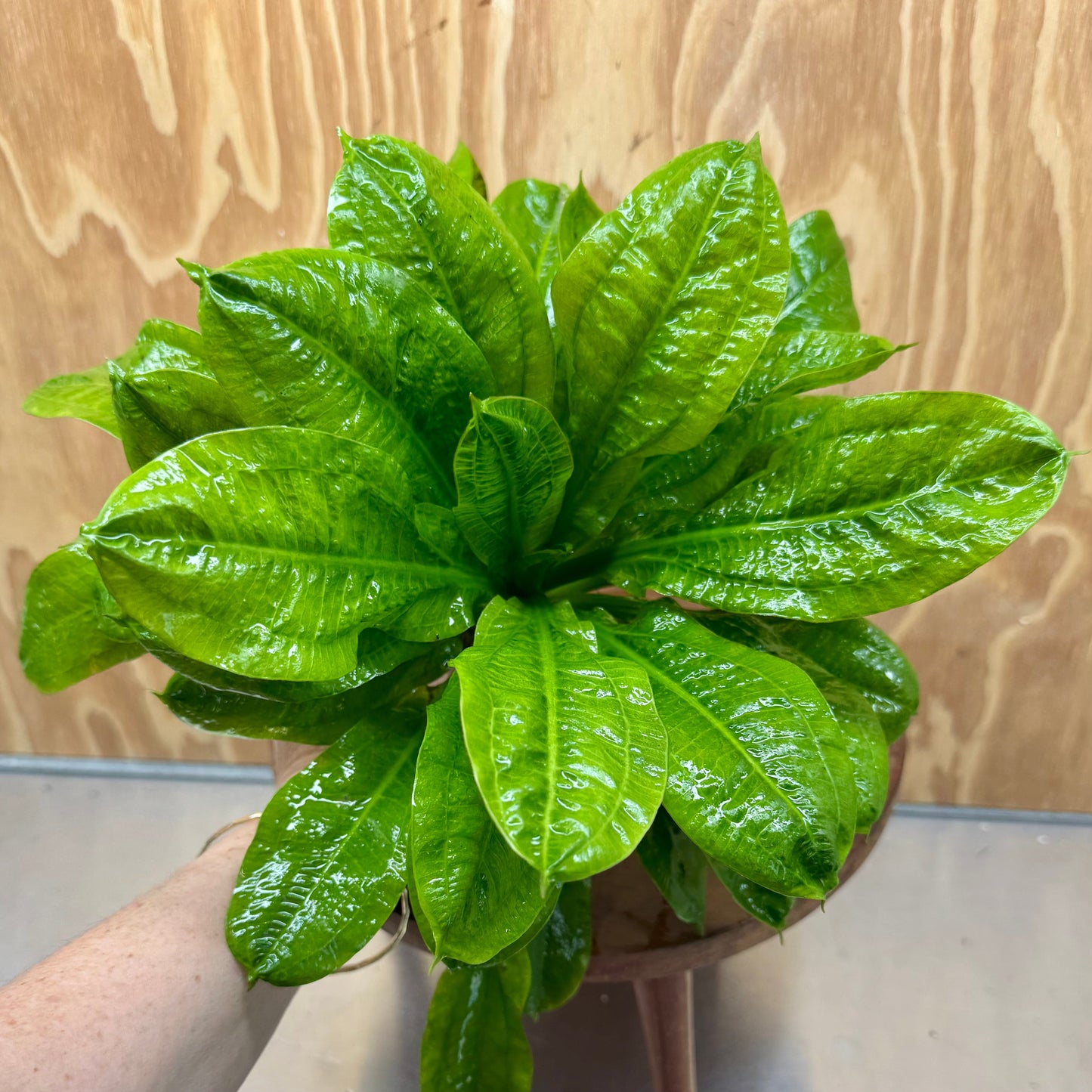 Pisces Enterprises One Only Echinodorus Tropica Extra Large 5cm Pot - One Only Echinodorus Tropica Extra Large 5cm Pot - One Only