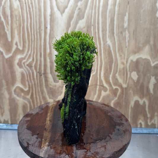 Scapeshop.com.au One Only Flame Moss Log - Shrek's Stump - One Only Flame Moss Log - Shrek's Stump - One Only