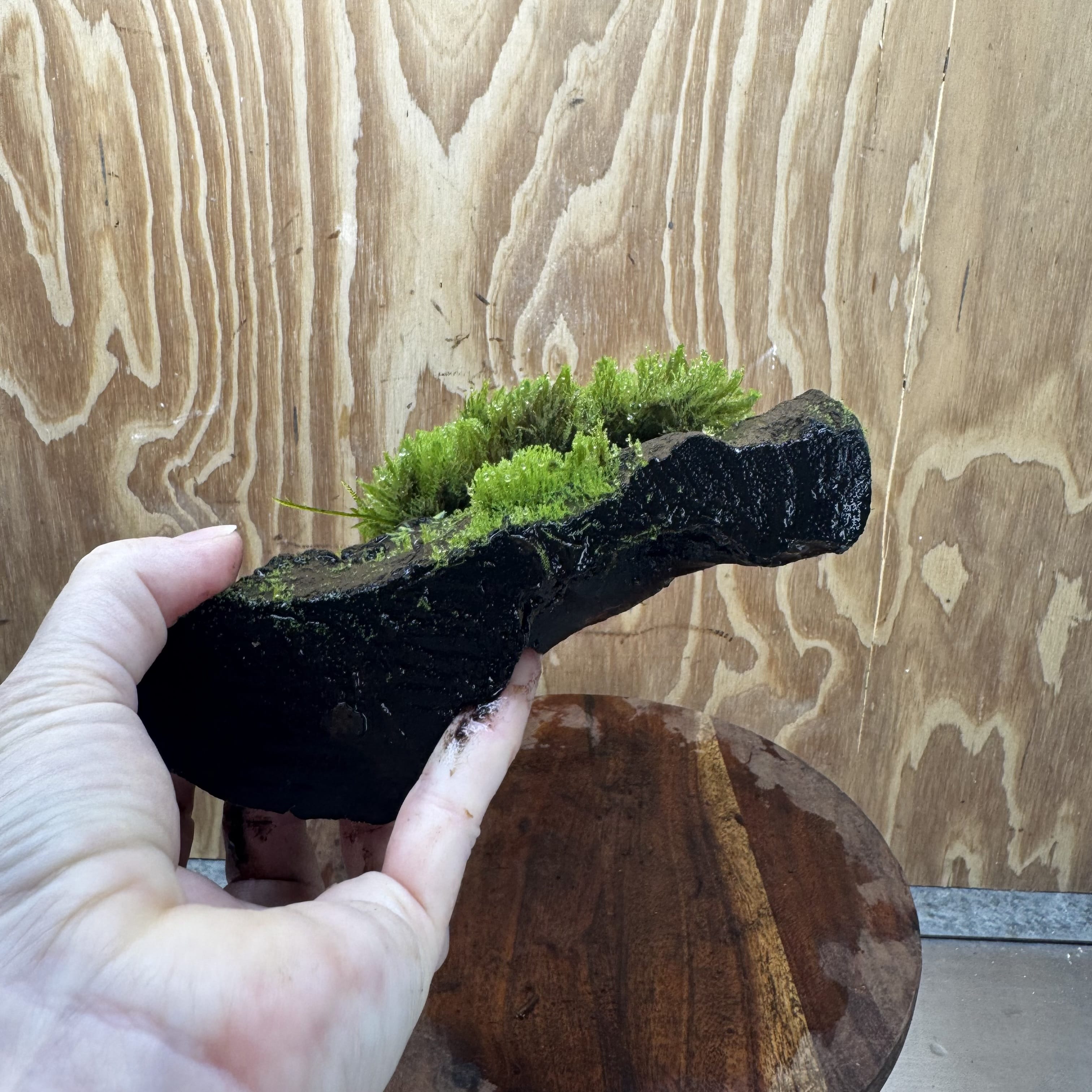 Scapeshop.com.au One Only Flame Moss Log - Shrek's Stump - One Only Flame Moss Log - Shrek's Stump - One Only