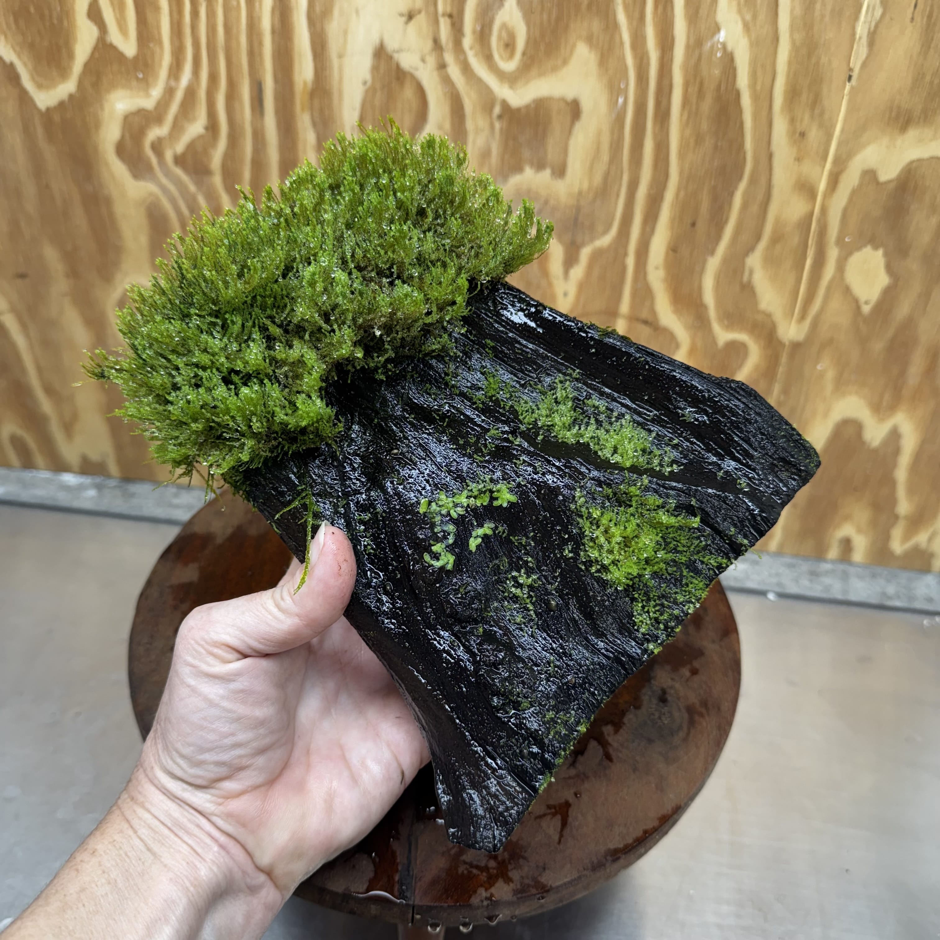 Scapeshop.com.au One Only Flame Moss Log - Shrek's Stump - One Only Flame Moss Log - Shrek's Stump - One Only
