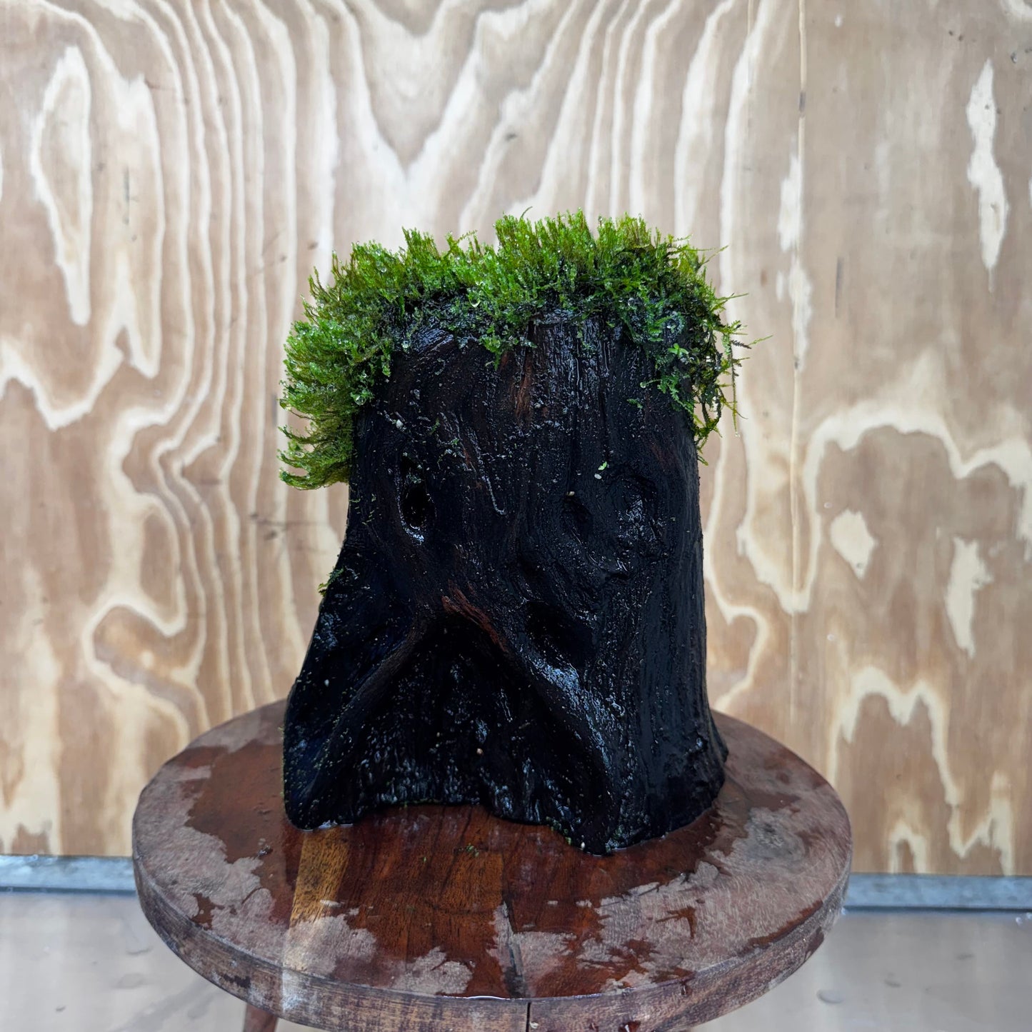 Scapeshop.com.au One Only Flame Moss Log - Shrek's Stump - One Only Flame Moss Log - Shrek's Stump - One Only