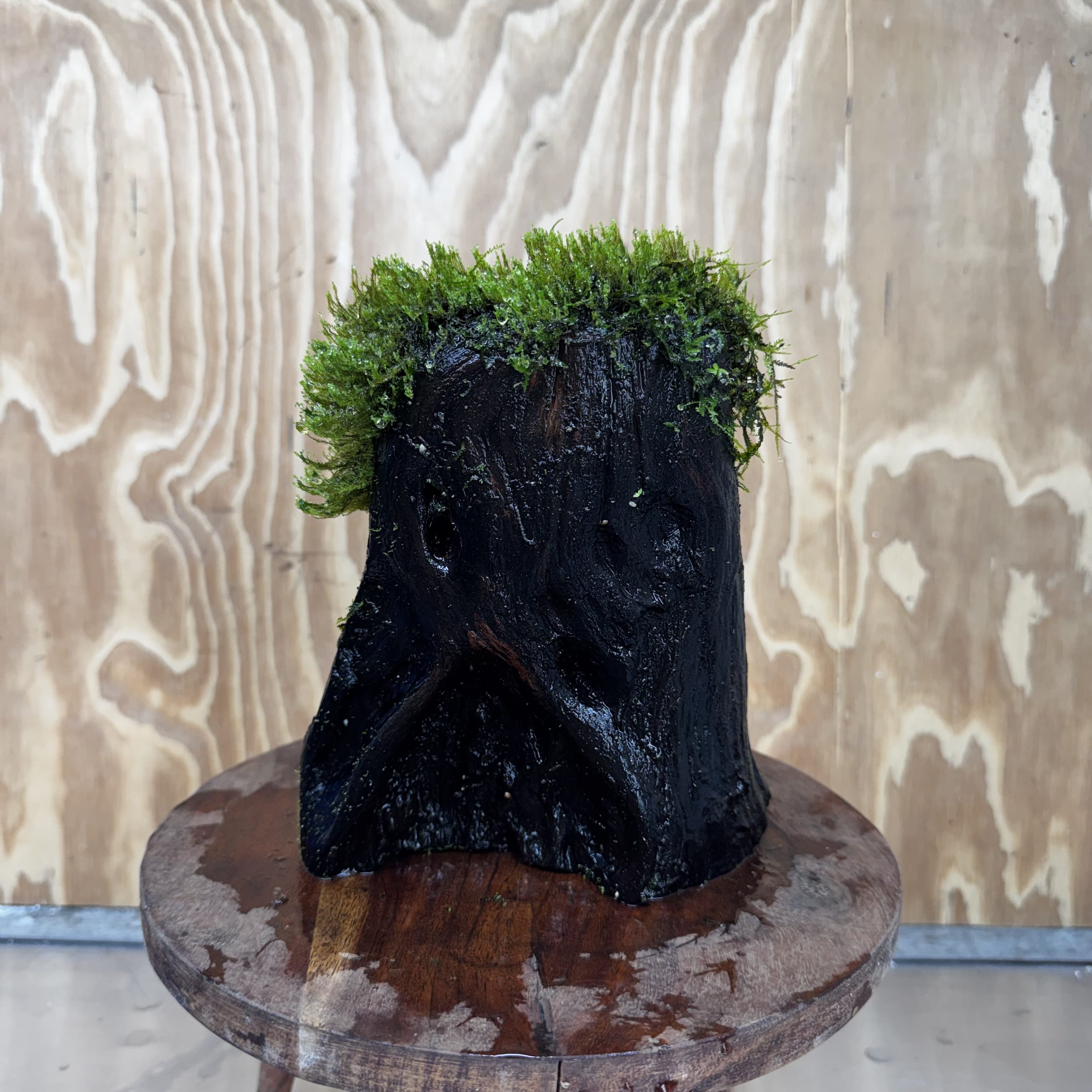 Scapeshop.com.au One Only Flame Moss Log - Shrek's Stump - One Only Flame Moss Log - Shrek's Stump - One Only