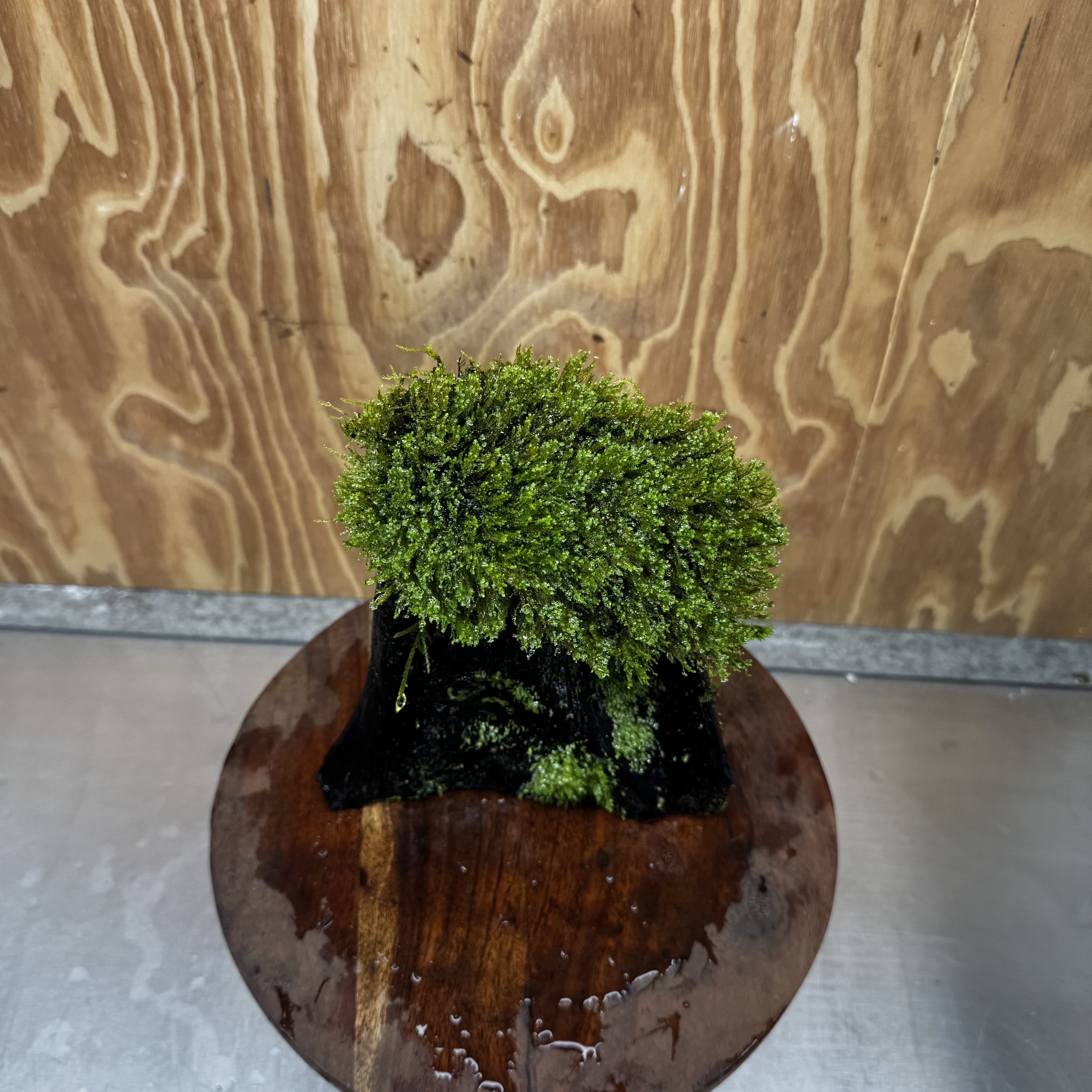 Scapeshop.com.au One Only Flame Moss Log - Shrek's Stump - One Only Flame Moss Log - Shrek's Stump - One Only