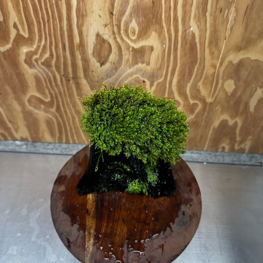 Scapeshop.com.au One Only Flame Moss Log - Shrek's Stump - One Only Flame Moss Log - Shrek's Stump - One Only