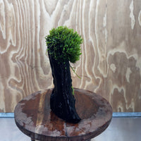 Scapeshop.com.au One Only Flame Moss Log - Shrek's Stump - One Only Flame Moss Log - Shrek's Stump - One Only