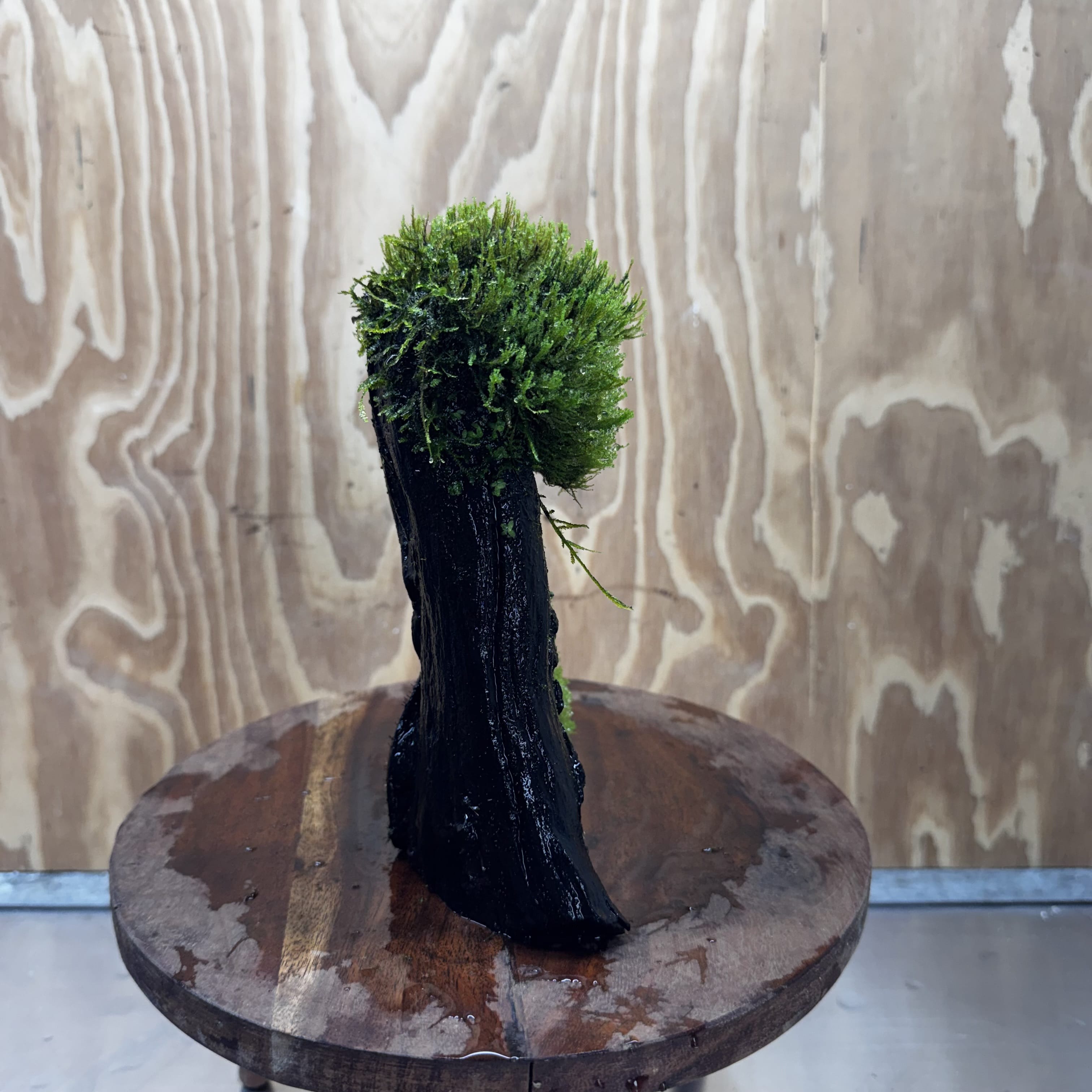 Scapeshop.com.au One Only Flame Moss Log - Shrek's Stump - One Only Flame Moss Log - Shrek's Stump - One Only