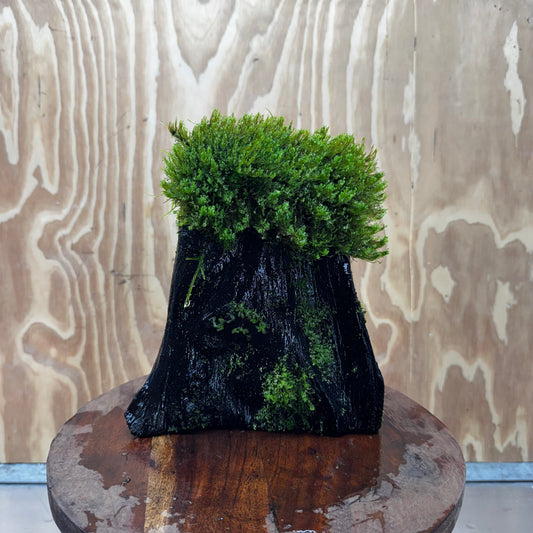 Scapeshop.com.au One Only Flame Moss Log - Shrek's Stump - One Only Flame Moss Log - Shrek's Stump - One Only